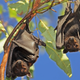 Image for article titled New study suggests animal intelligence is a lot more complicated than we realized